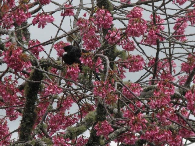 Cherry with tui. Sept. 2017- Cambridge Tree Trust